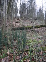 DSC03717.JPG